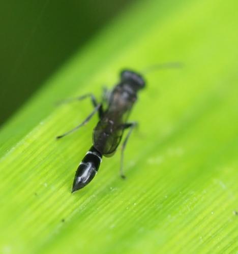 Trypoxylon sp.
